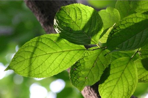 杜仲叶提取物在家禽生产中的应用研究 进展与思考