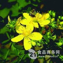 宝鸡连翘提取物 天然植物的市场新机遇